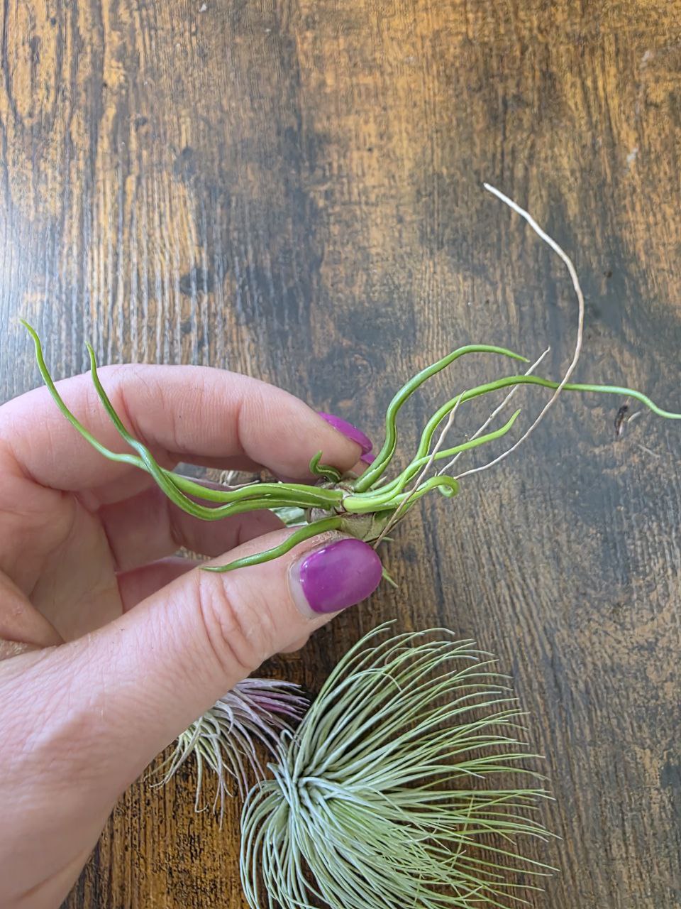Tillandsia silnější výhonky